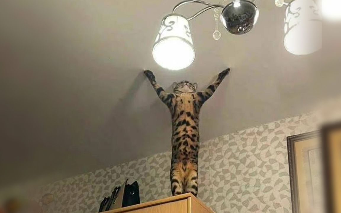 沙雕人类在这里 超燃搞笑合集-377