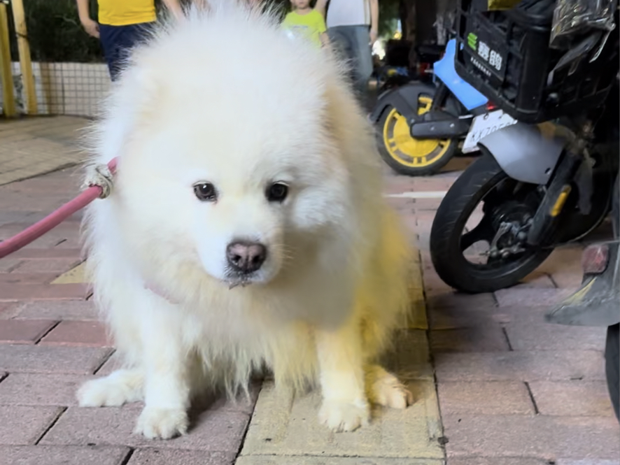 萨摩犬长什么样图片图片