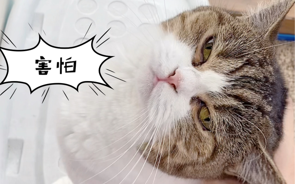 突降大雨,小猫咪想看又害怕的样子萌翻啦