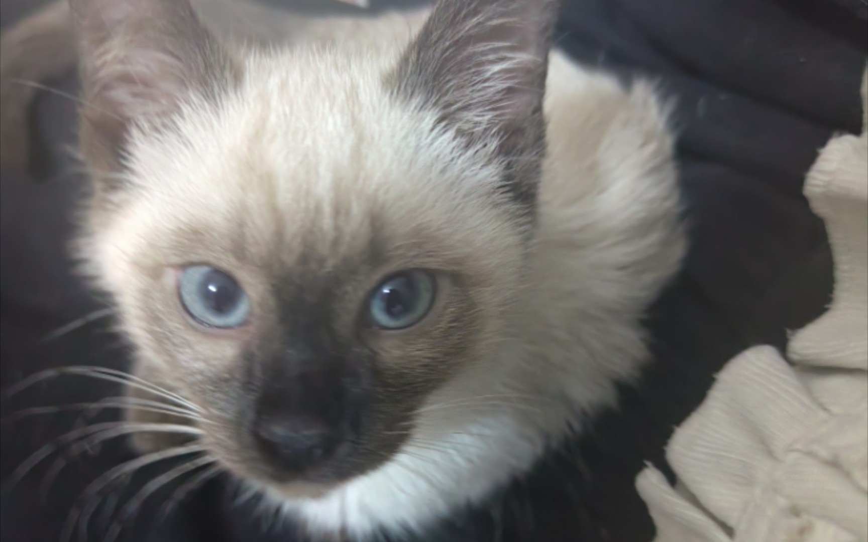 困出怪样的小暹罗