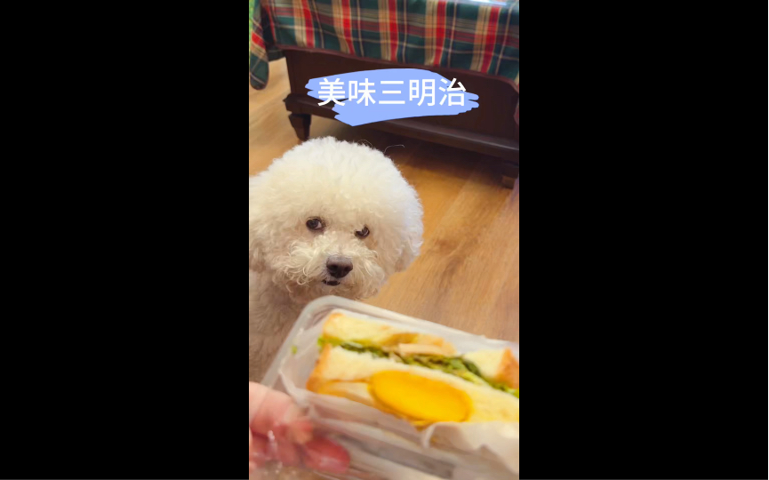 狗狗对人类的食物总是非常感兴趣,闹闹和花花总以为我在偷吃好吃的!哈哈哈!哔哩哔哩bilibili