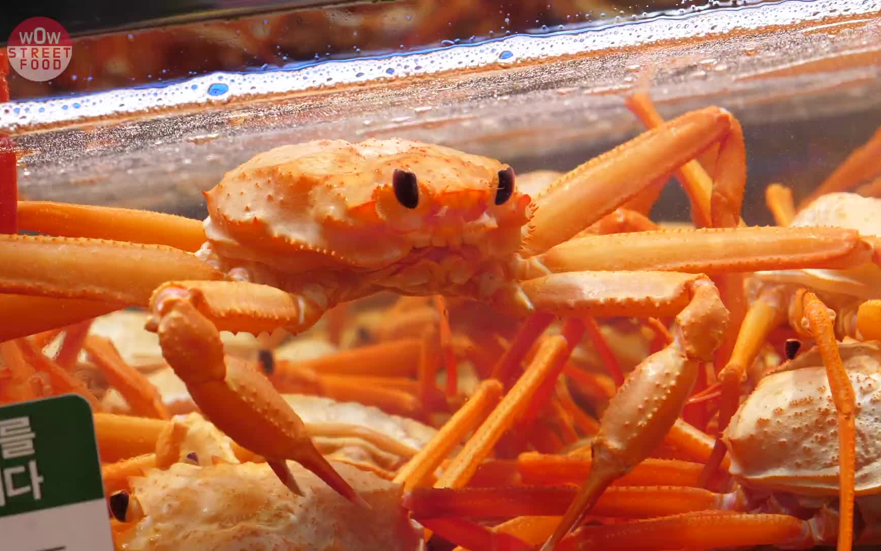 韩国海鲜市场的红雪蟹———【wow food】_哔哩哔哩 (゜-゜)つロ 干杯