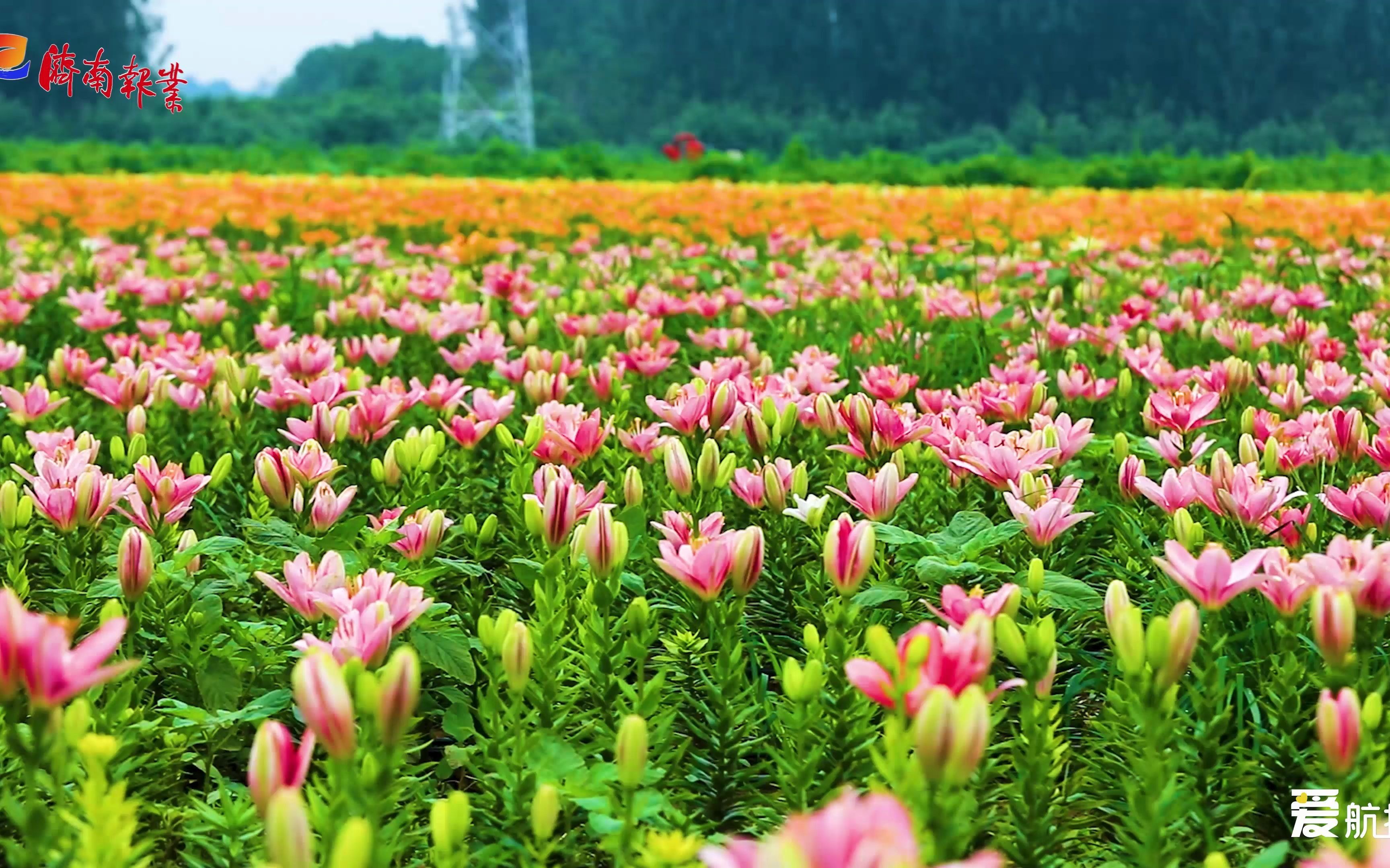 [图]爱航拍 | 万株百合盛夏怒放！跟着爱济南一起“聆听”花开的声音