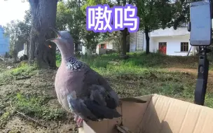 下载视频: 谁说傻咕咕不能追梦