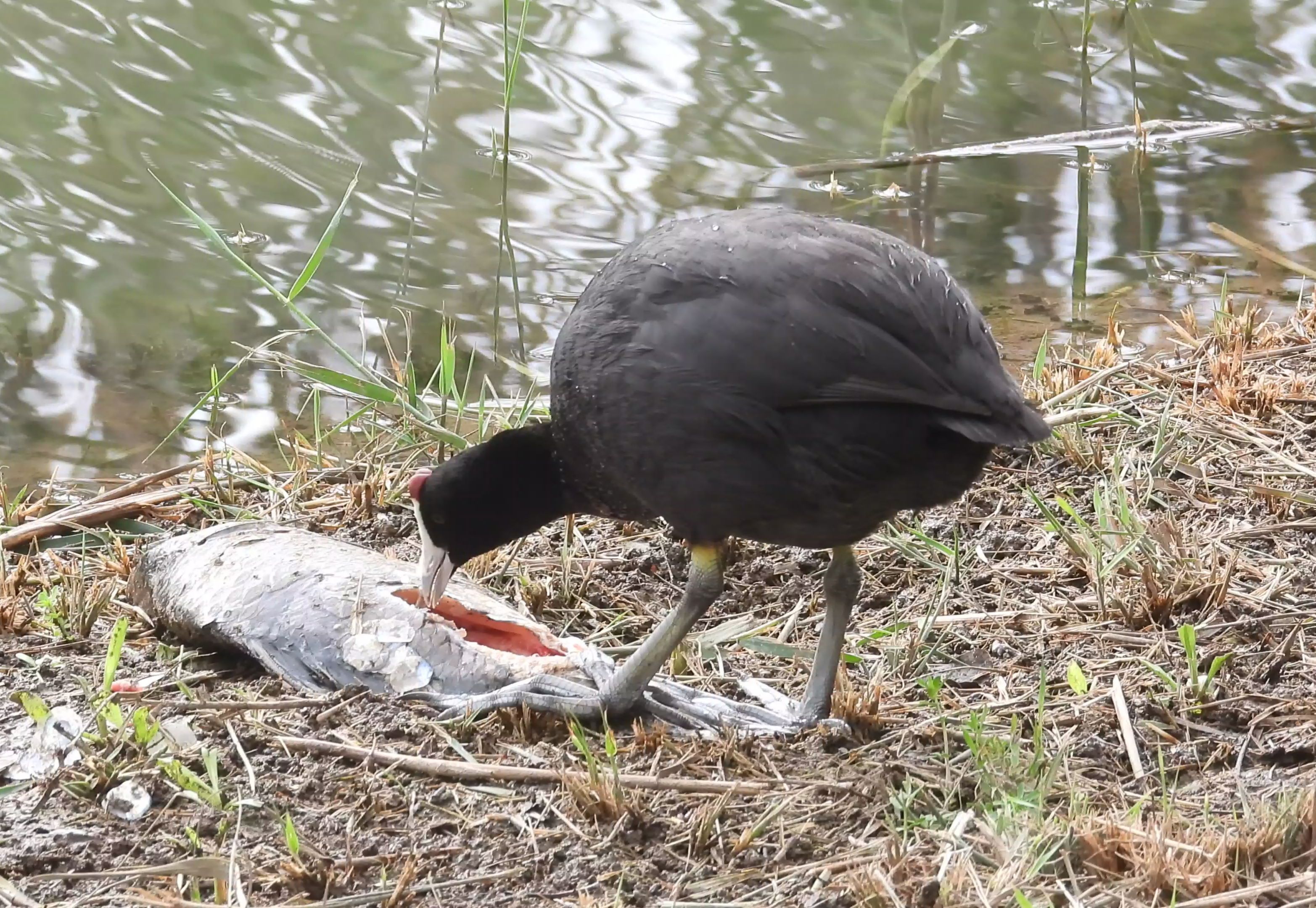 骨顶鸡开荤!长出红色的犄角!
