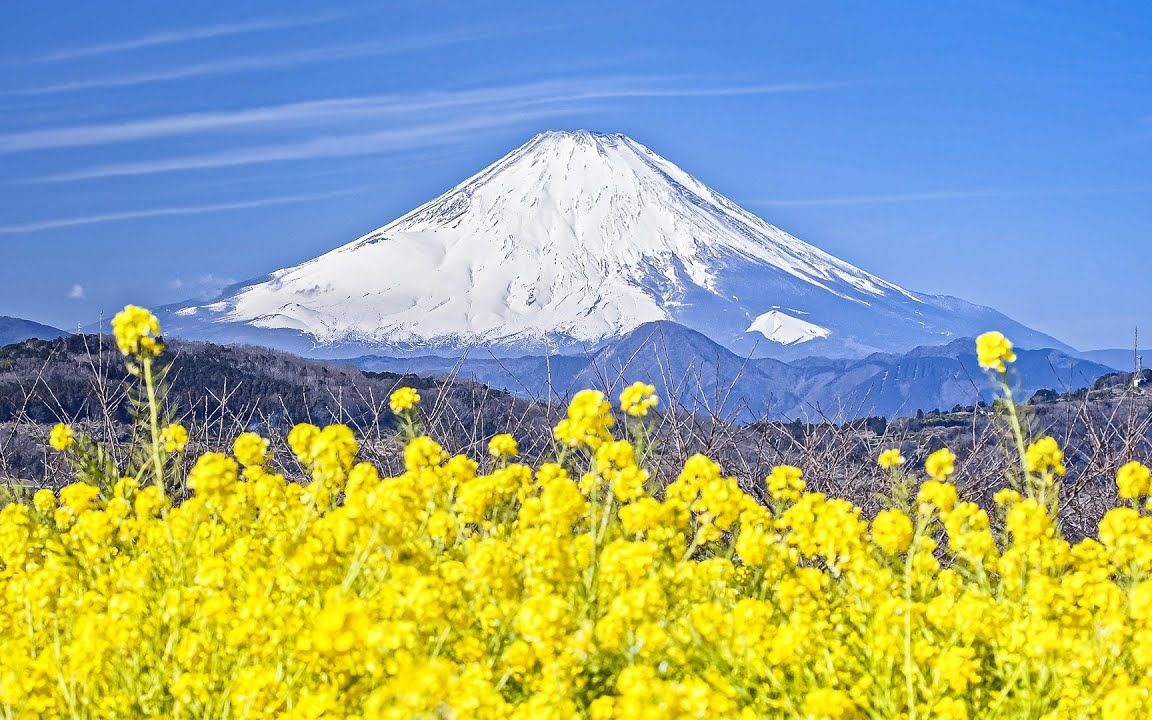 BMPCC6K 富士山 早春 Mt. Fuji and Rape Blossoms in February哔哩哔哩bilibili