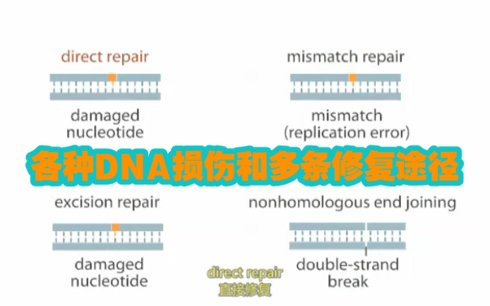 各种DNA损伤和多条修复途径,六分钟的系统的梳理哔哩哔哩bilibili