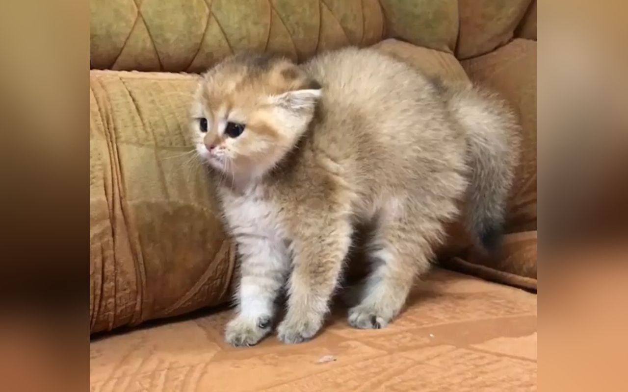 大黄狗莫名惹毛小橘猫 一靠近就炸毛_哔哩哔哩_bilibili