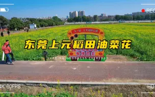 下载视频: 春季出游赏花好去处，东莞上元稻田公园