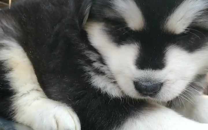 这只小阿拉斯加看起来好懂事,黑白相间的毛发看起来十分帅气