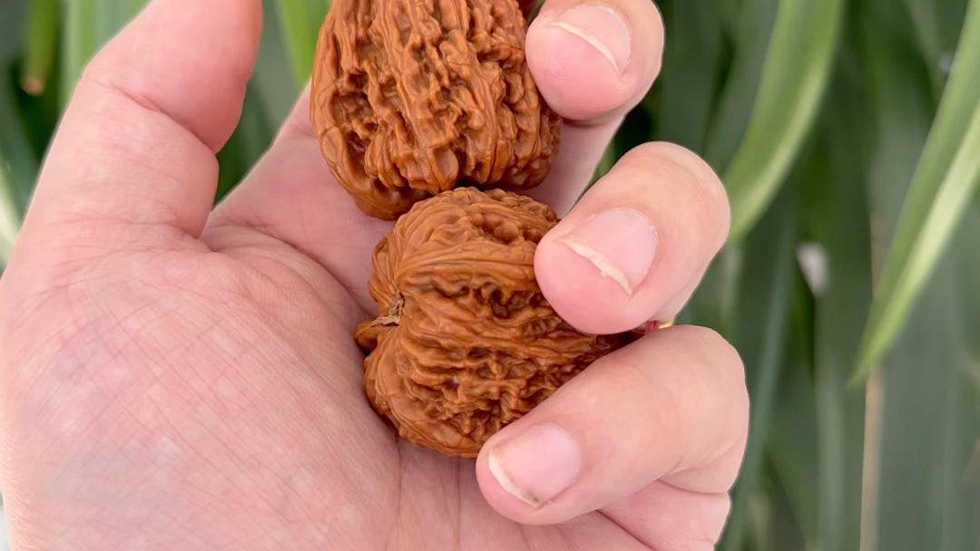 承德密纹狮子头核桃白茬不打底手盘走色记录第五天