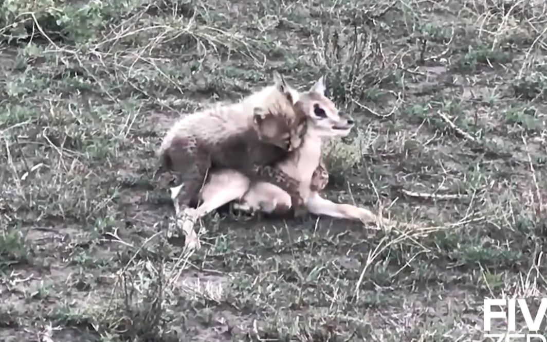 [图]猎豹妈妈猎杀羚羊妈妈，小羚羊沦为小猎豹的玩物