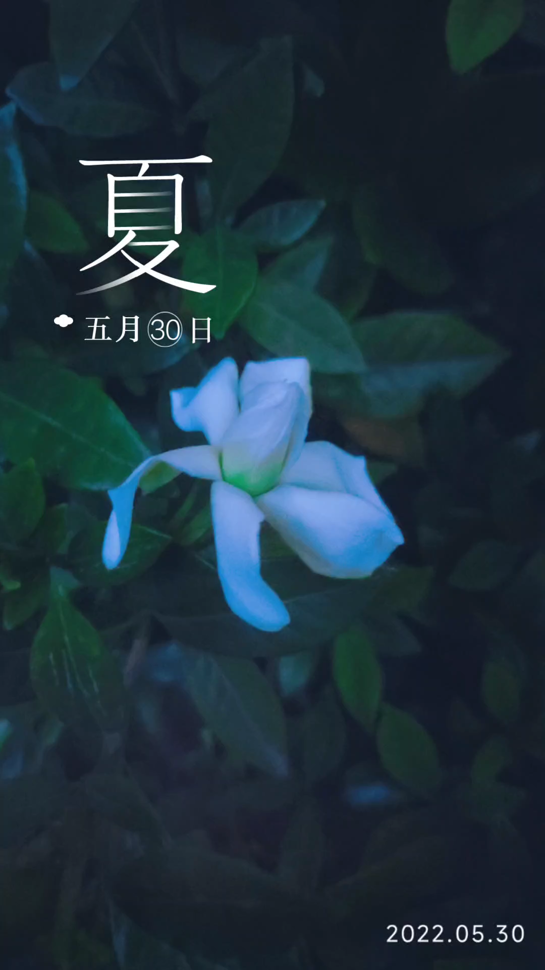 [图]花开时节又逢君。。。。