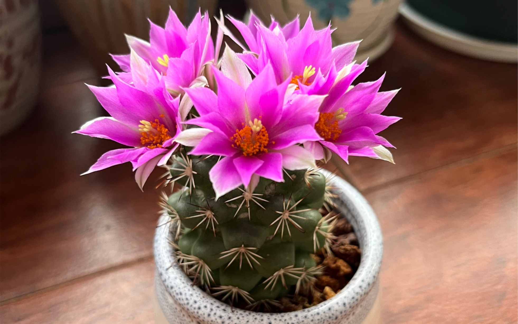 蓬莱宫开花成顶花球了!