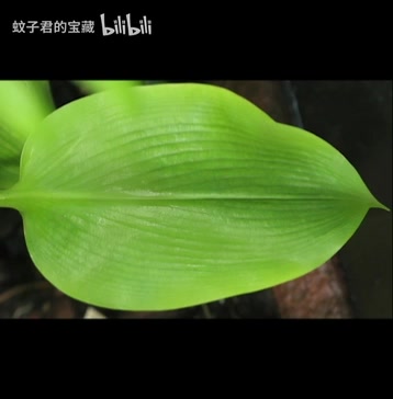 20个高质量植物盆栽三维模型合集含贴图C4D模型FBX格式模型集合哔哩哔哩bilibili