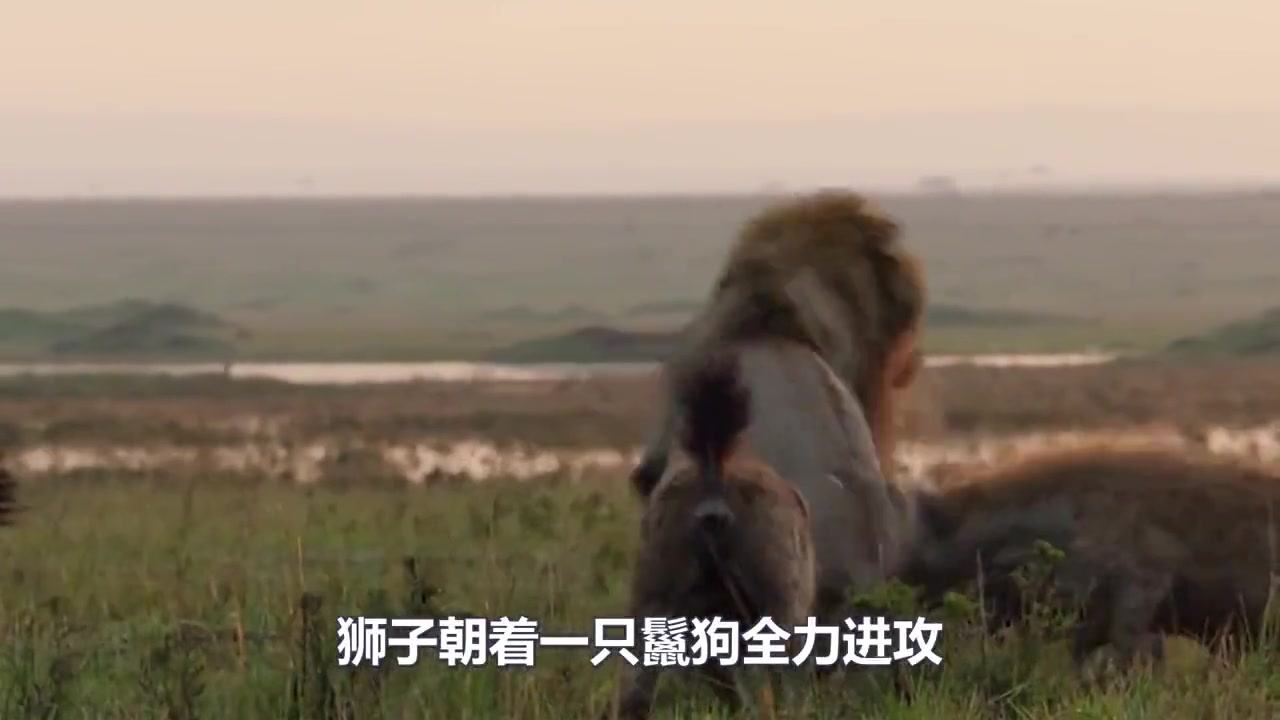 雄狮被20多只鬣狗围攻,身陷囫囵,关键时刻盟友及时相助!