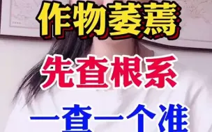 Download Video: 【聊三农】作物萎蔫，先从根系查起，快速判断原因！