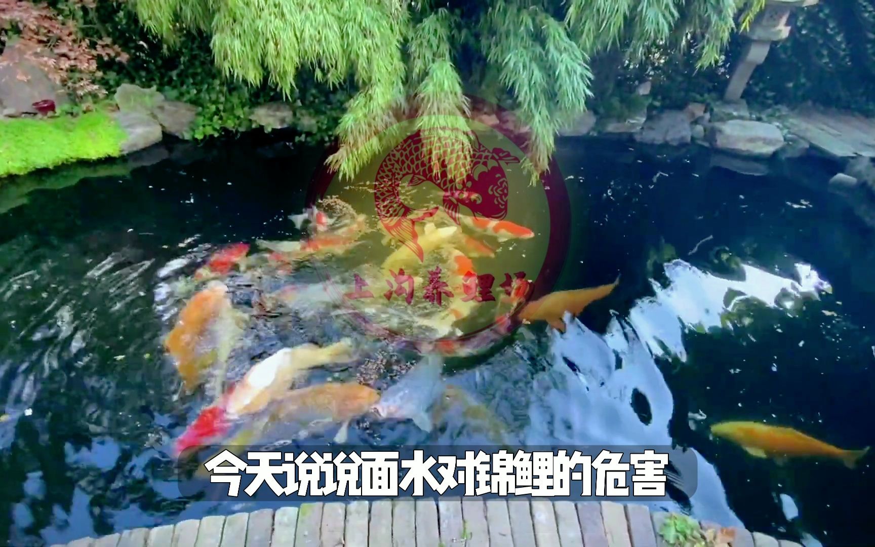 为什么面水比沉淀仓的水更脏?浅谈面水对锦鲤的危害哔哩哔哩bilibili