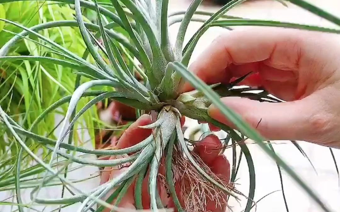 空气凤梨:分株了三棵三色杂交喷泉的侧芽_哔哩哔哩_bilibili