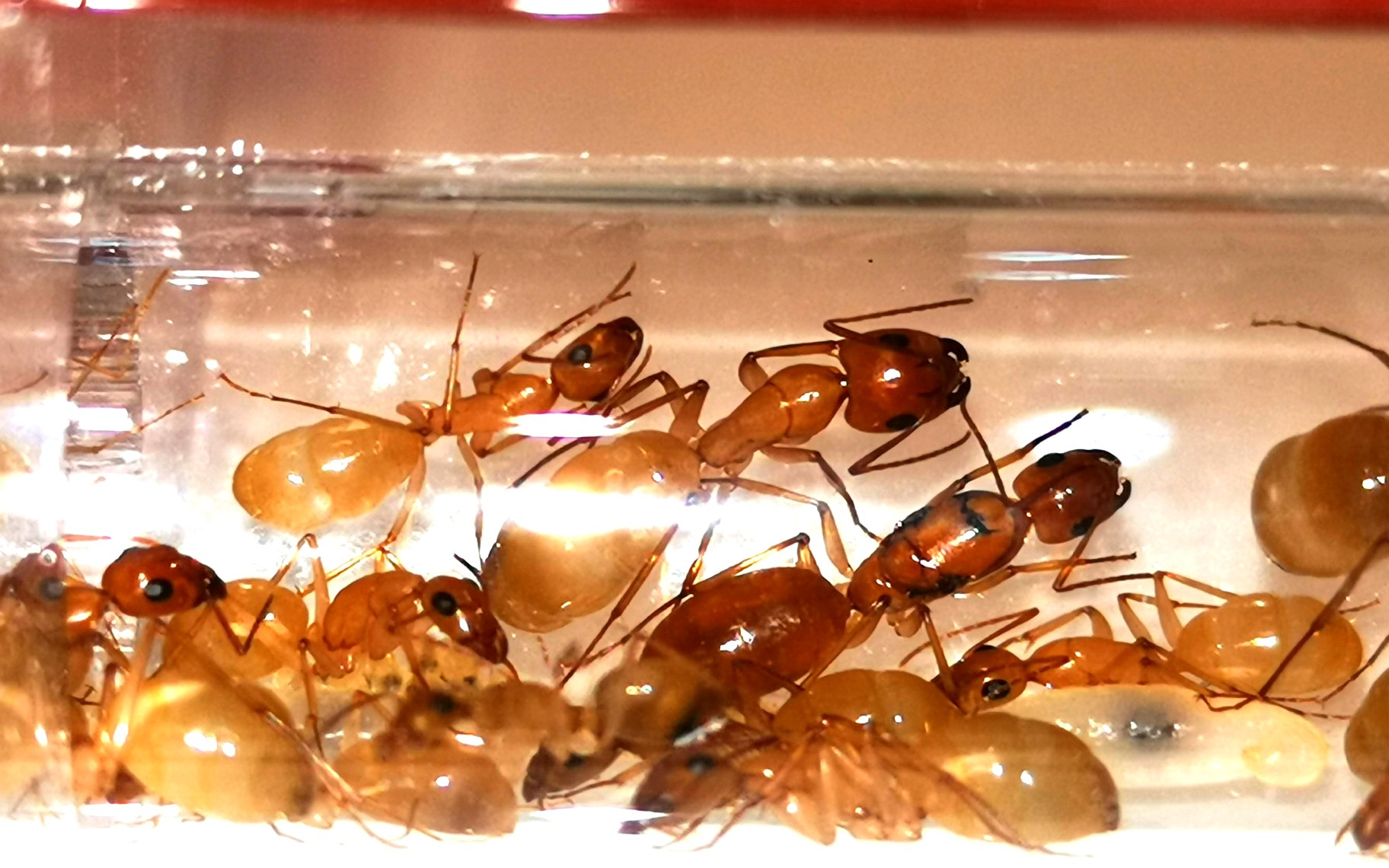 【开箱视频】中亚弓背蚁(全黄)开箱视频