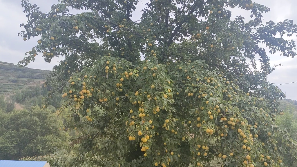 [图]糖梨挂满树梢！丰收的季节