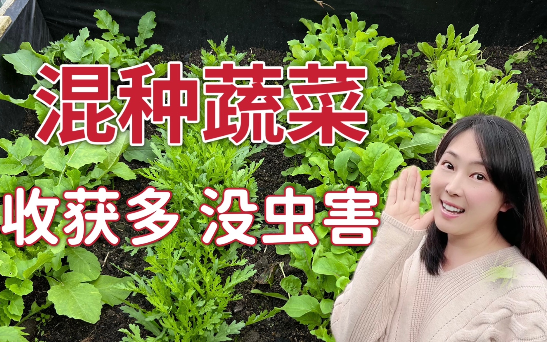 [图]蔬菜的套种间作，实用的种菜规划布局，我冬季有机小菜园里的混种