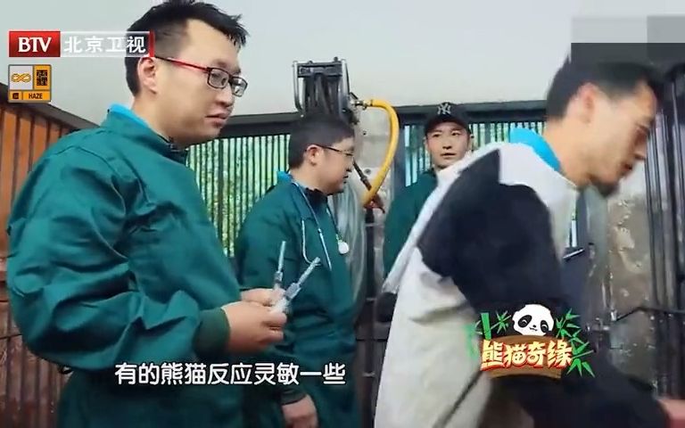 [图]熊猫奇缘：熊猫真的有灵性，听到打针是为它好后，就乖乖打针了