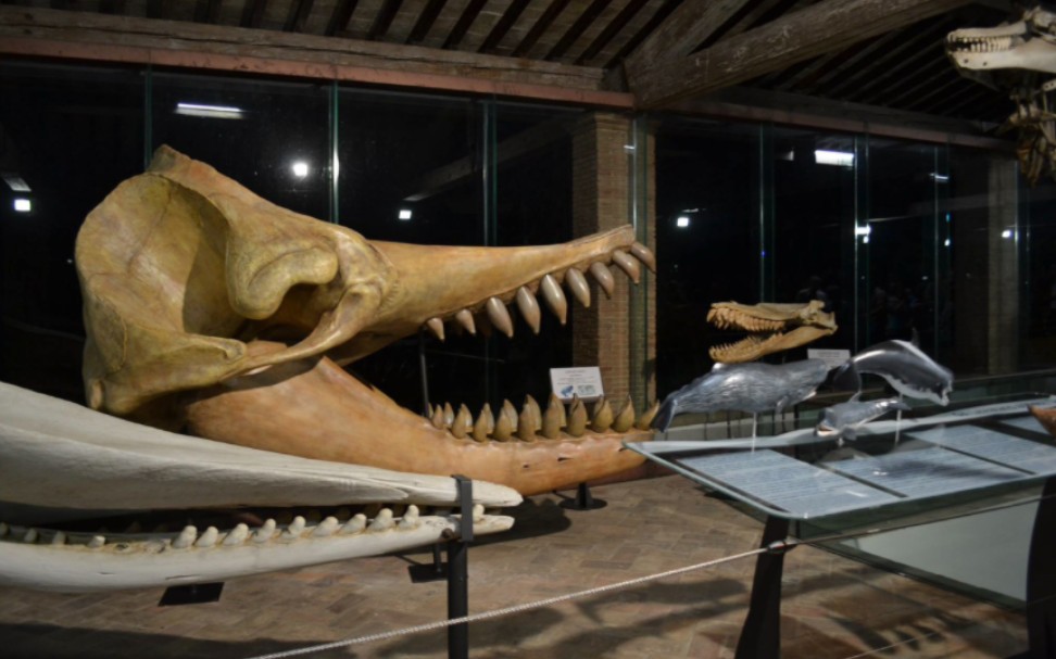 梅鲸正模头骨长3米宽2米,参考四贺鲸5头身体长15米体重36吨,颧宽颅长