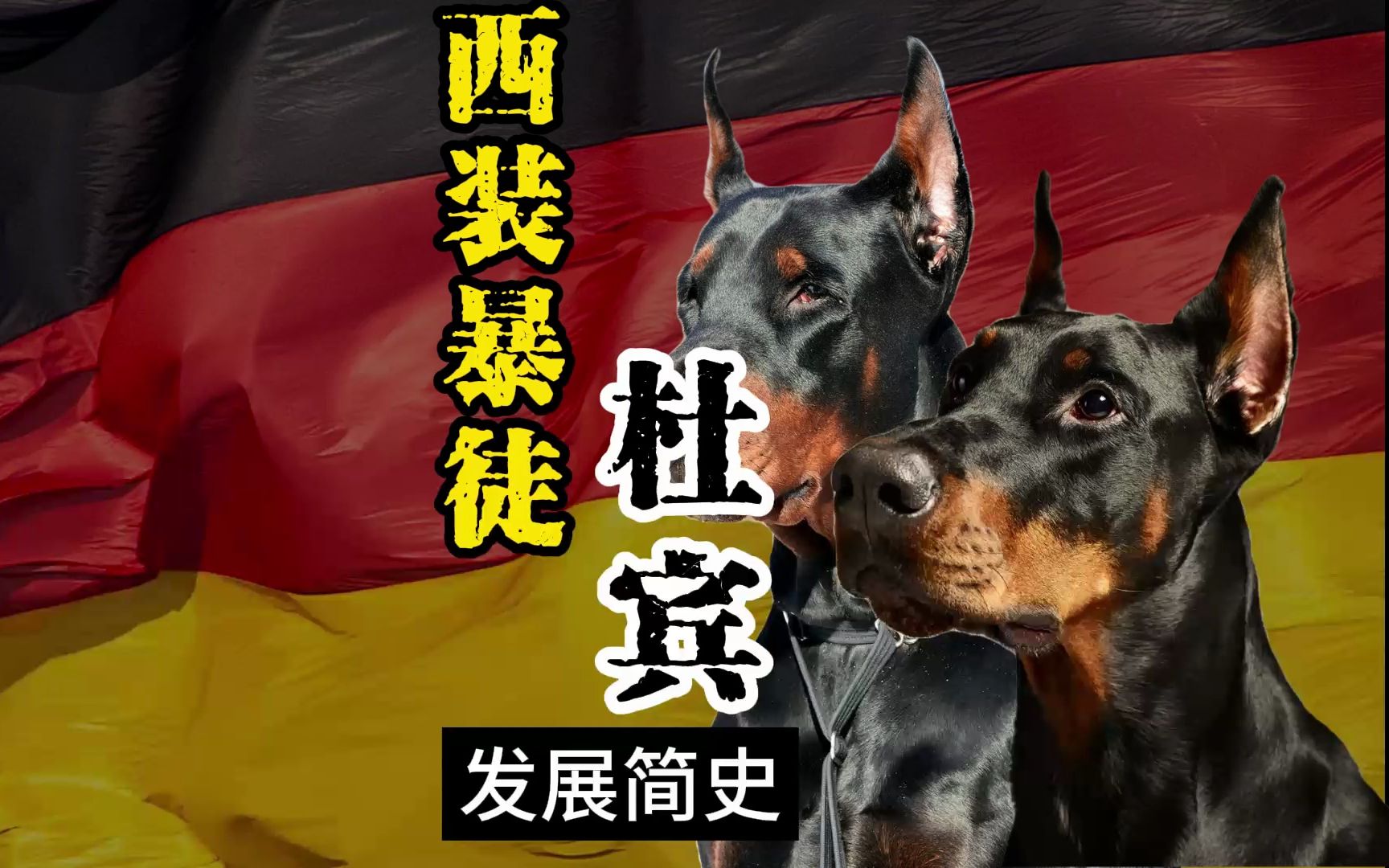 犬中超模——杜宾 | 杜宾犬最初并不长这样?哔哩哔哩bilibili