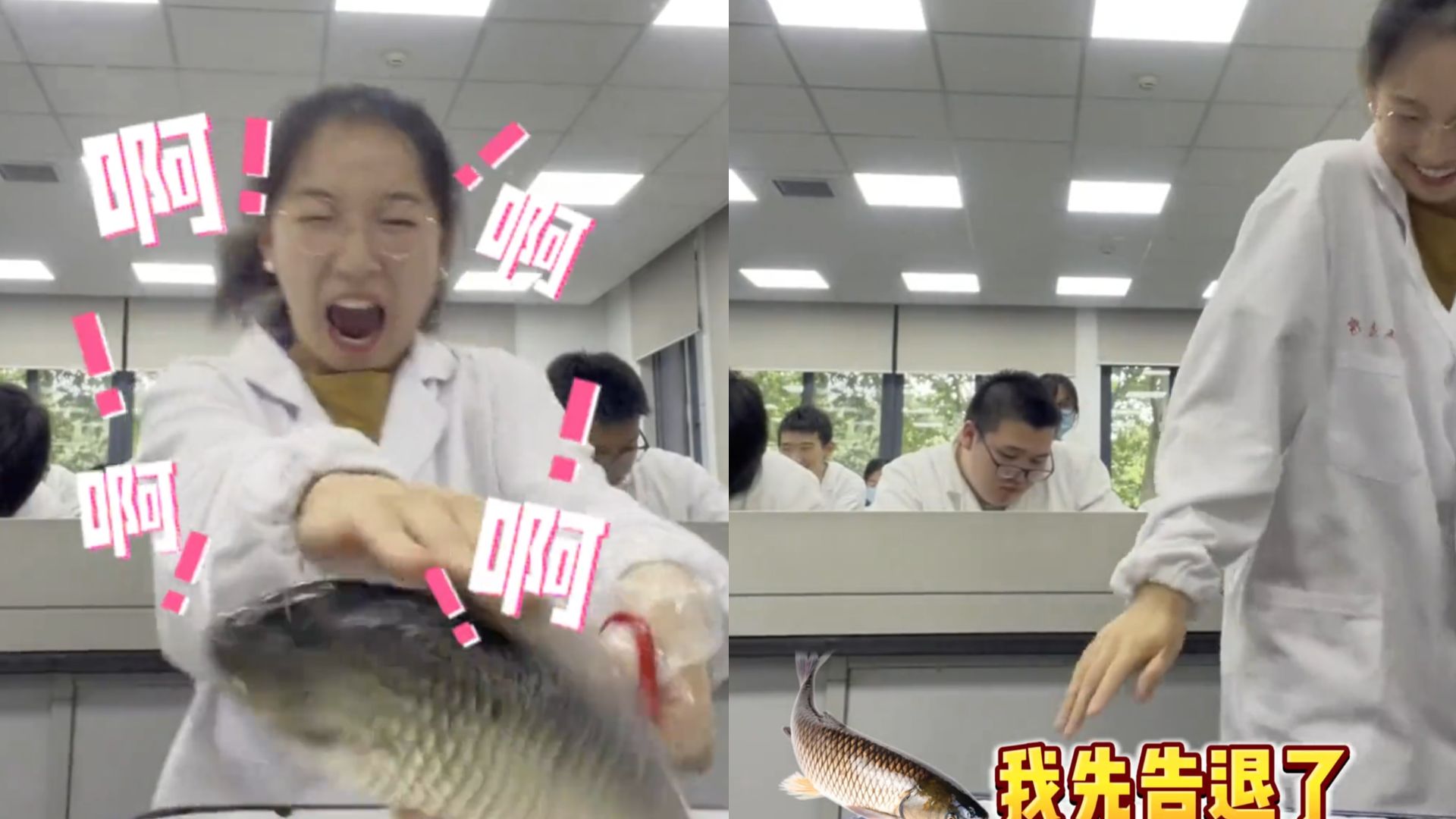 女大学生解剖鱼吓出表情包,手忙脚乱尴尬看向身边同学,什么专业