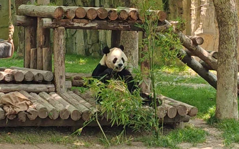 5月14日 上海野生动物园 大熊猫雪宝吃竹子随拍