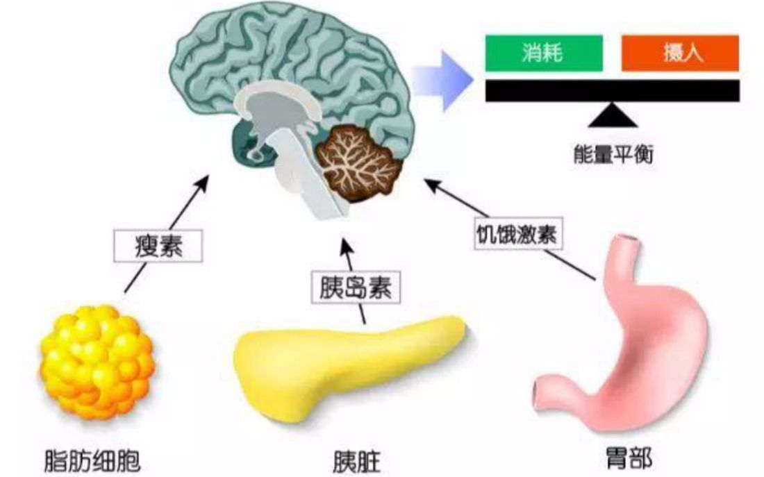 【瘦素】一种在肥胖细胞中被发现,几乎控制住着你所有新城代谢的激素哔哩哔哩bilibili