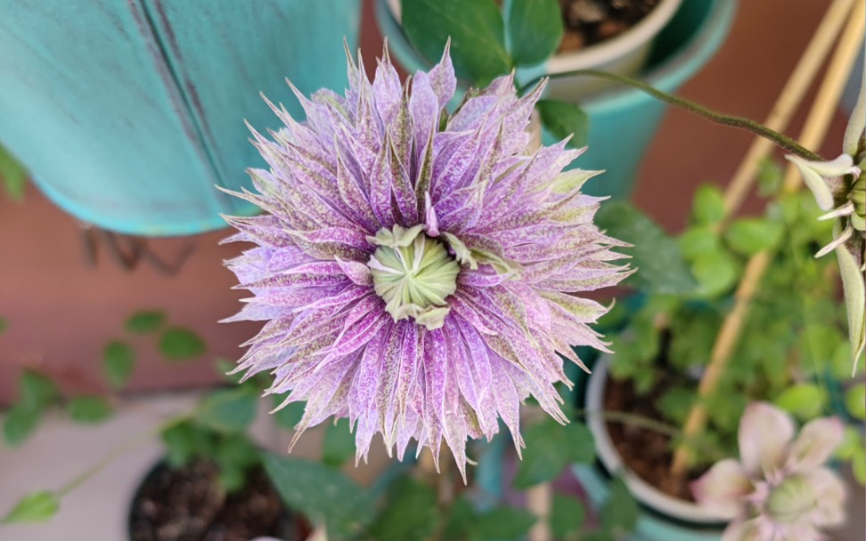 复古腔调的铁线莲--水面妖精