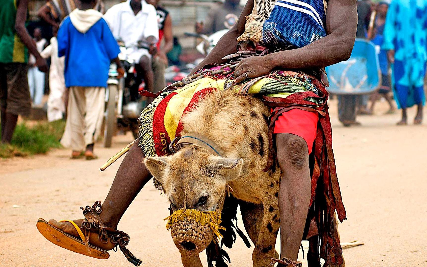 非洲人驯服鬣狗的秘密?
