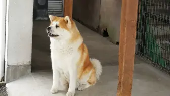 秋田犬 具有强烈忠诚心的日本犬 哔哩哔哩 Bilibili