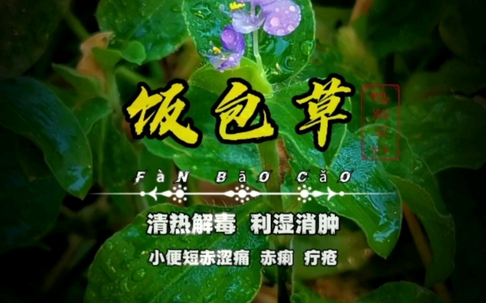 [图]【饭包草】名字萌，花好又好看的一味中草药！