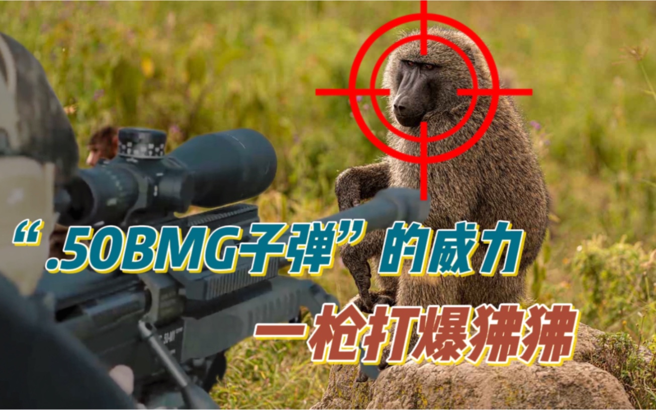 [图]反器材狙击枪“.50BMG子弹”的威力，一枪打爆狒狒。