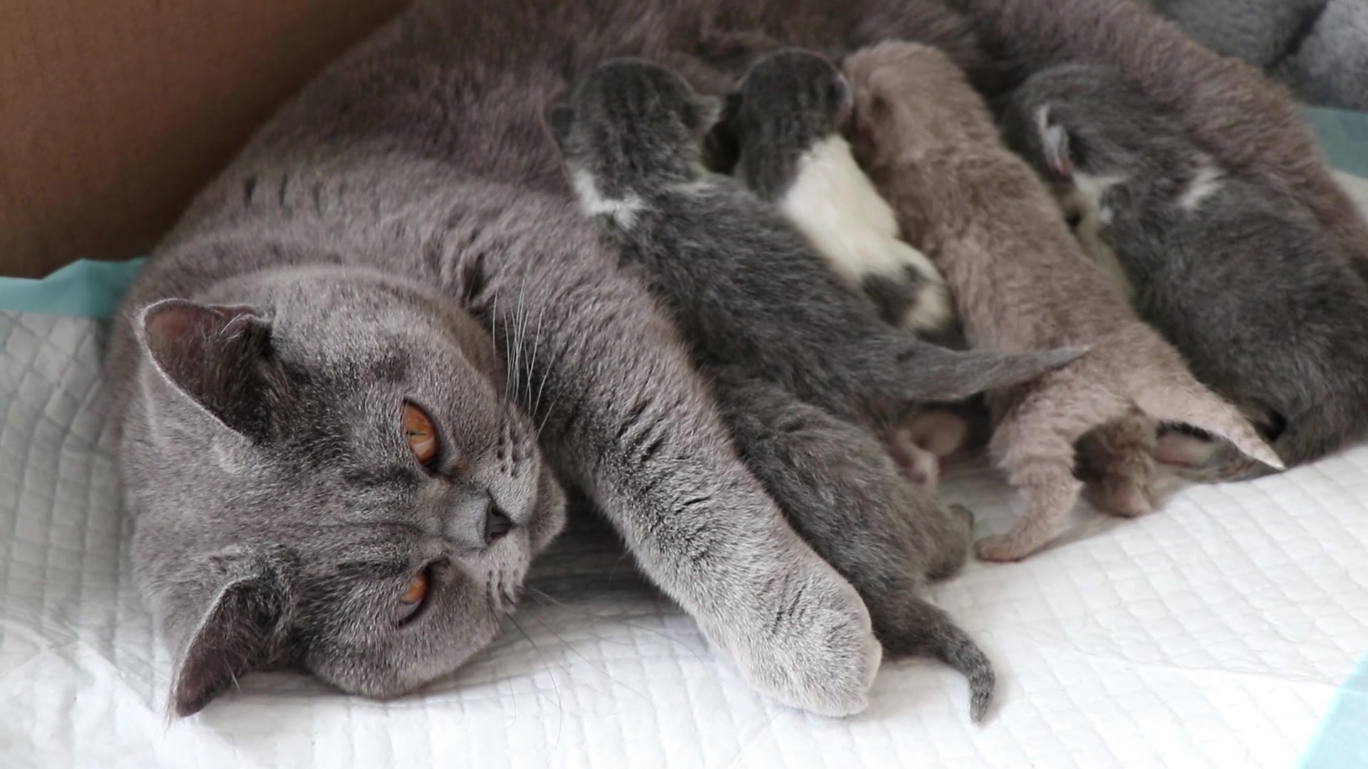 小奶猫出生第二天太有活力,简直萌出血了