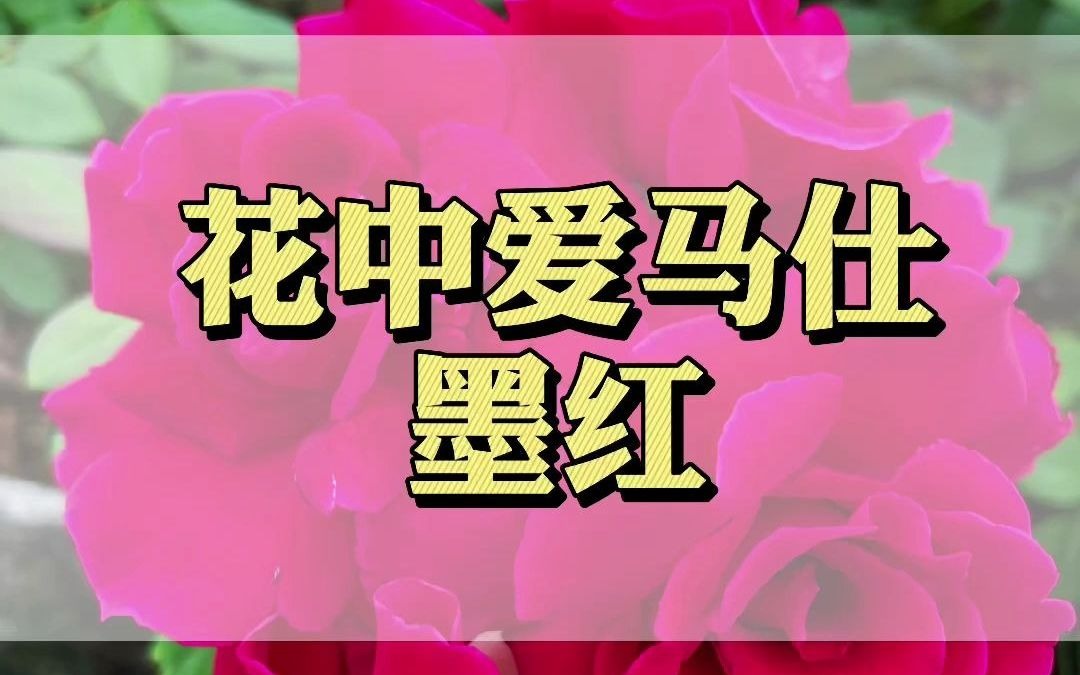 可食用玫瑰,墨红又叫朱墨双辉!一次一杯一朵,快来试试吧!哔哩哔哩bilibili