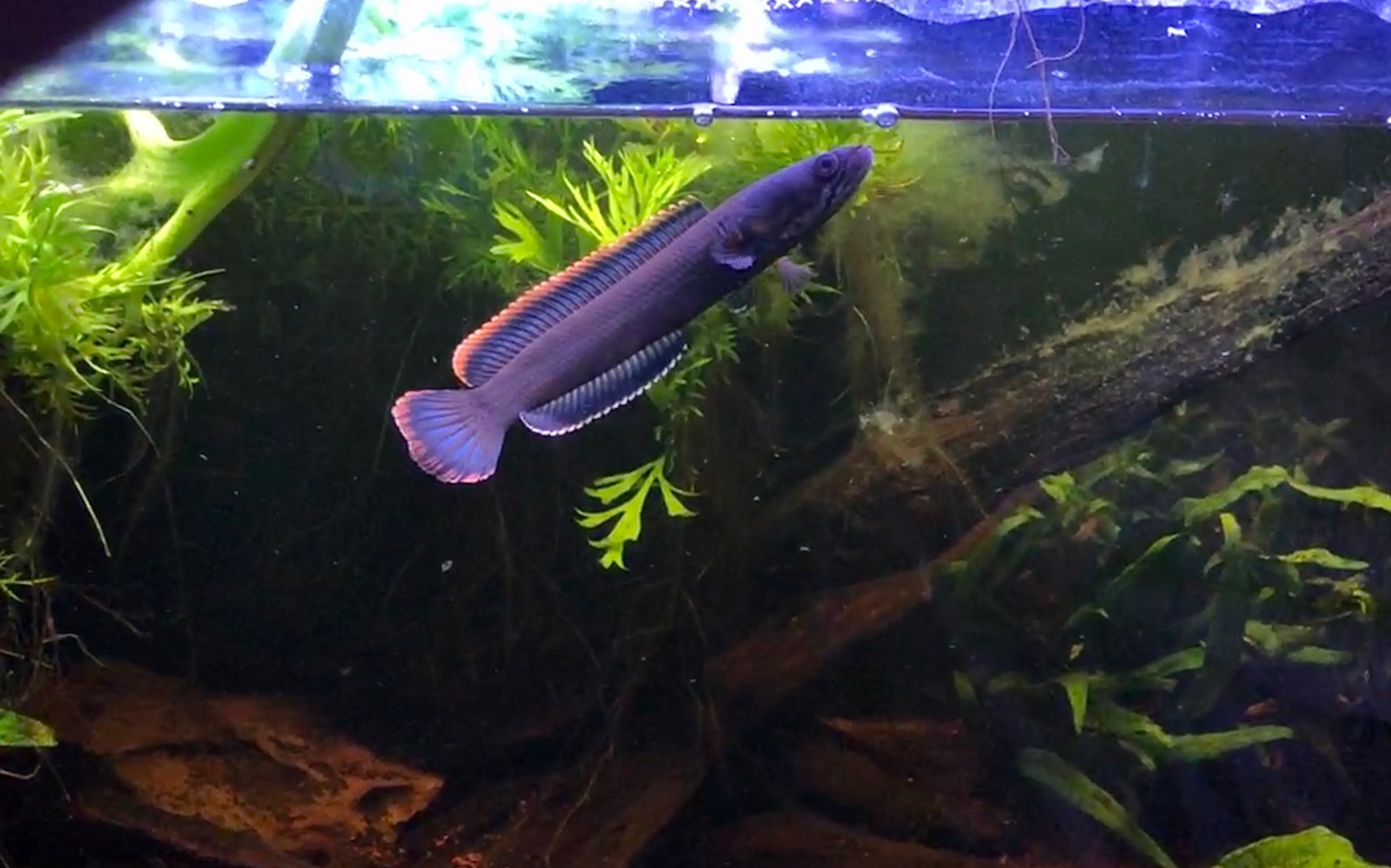 活动  火背雷龙鱼