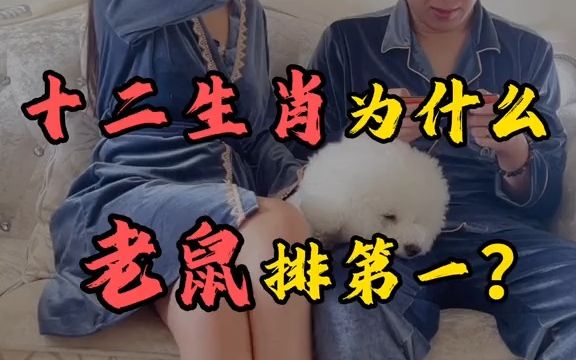 十二生肖为啥老鼠排第一?哔哩哔哩bilibili