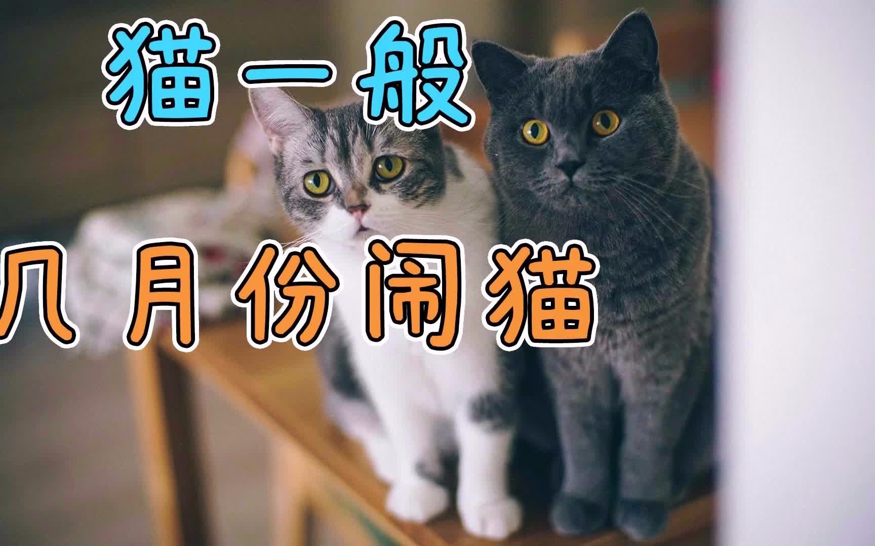 猫一般几月份闹猫哔哩哔哩bilibili