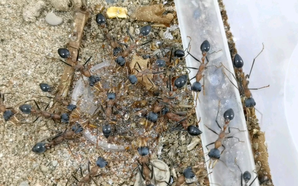 活动  暗足牛蚁日常