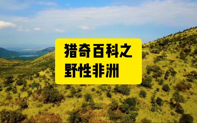 猎奇百科之野性非洲