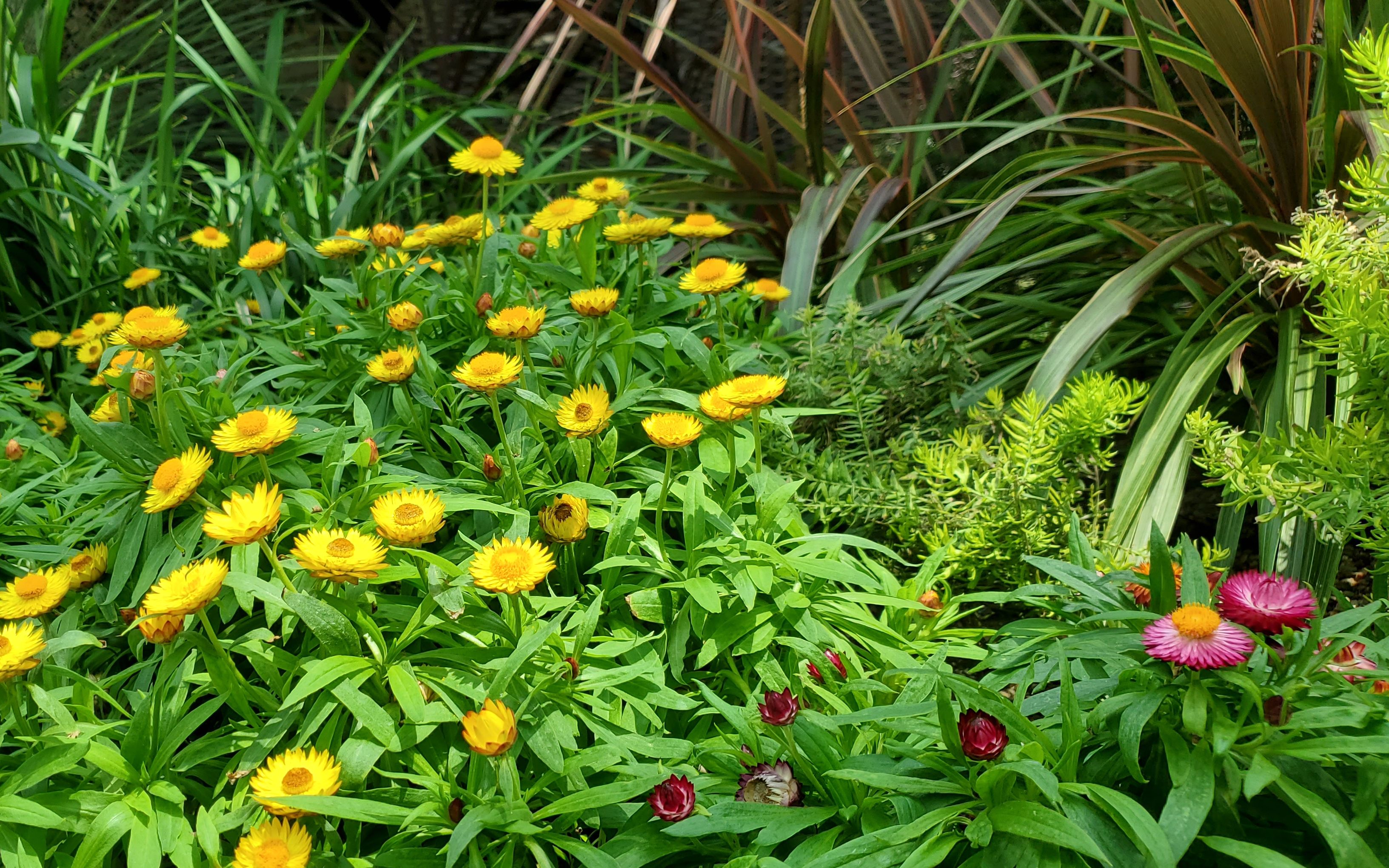 新加坡室内植物园cloud forest & flower dome