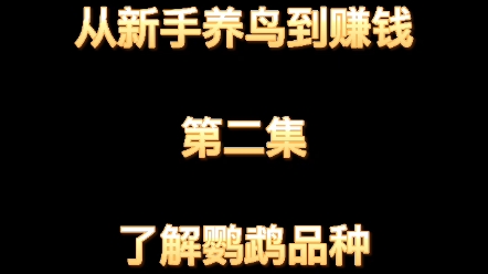 从新手养鸟到赚钱 第二集 了解鹦鹉品种哔哩哔哩bilibili