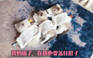 Tải video: 布偶幼猫满屋快跑#小奶猫整齐排队午休