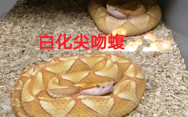 【尖吻蝮】 各种各种不一样的五步蛇哔哩哔哩bilibili