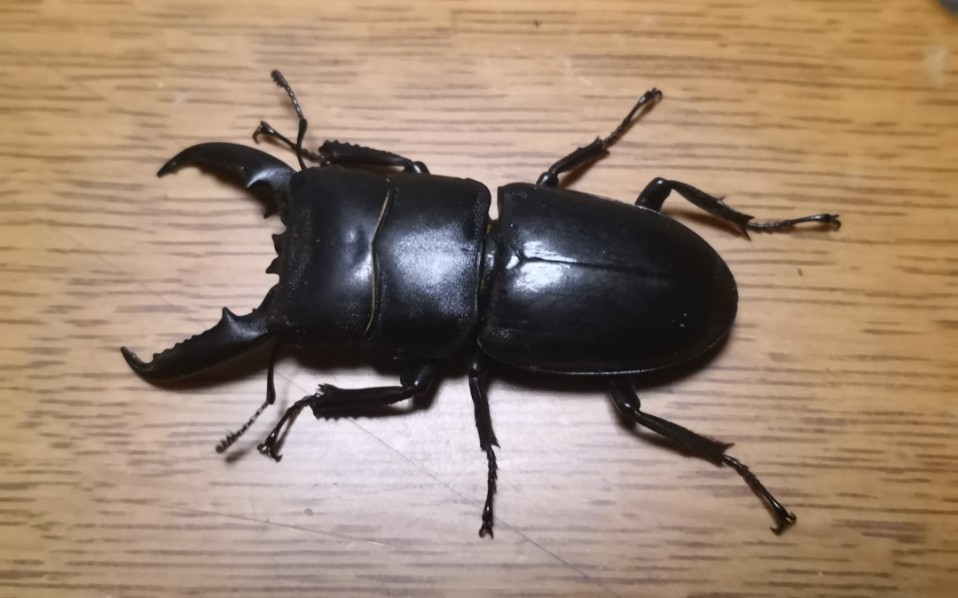 中华扁锹vs奇步甲