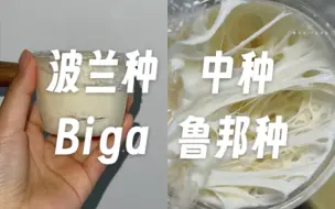 Télécharger la video: 什么是波兰种/鲁邦种/中种/biga？一次搞懂